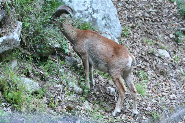 muflone dell''elba